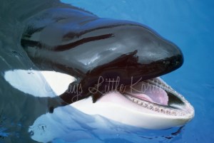 Orca with Mouth Open