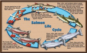 life cycle salmon