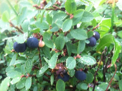wild alaska blueberries
